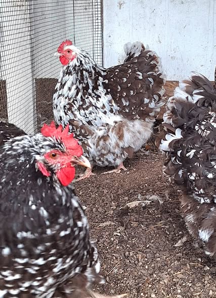 Mottled hens